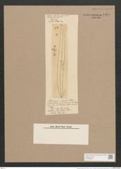 Pleurosigma capense Petit. (de-Toni-Nr.: Genus 13, Species 1057) Zeichnungen Sammlung Grunow Nr. 1905 (NHMW-BOT-W0369025)